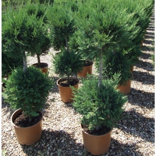 Leylandii The Uk S Most Comprehensive Leylandii Website