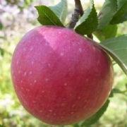 Amasya Elma Fidanı (Klasik Anaçlı)