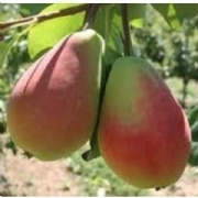 Etrusca Armut Fidanı (BA29 Anaçlı) Tam Bodur